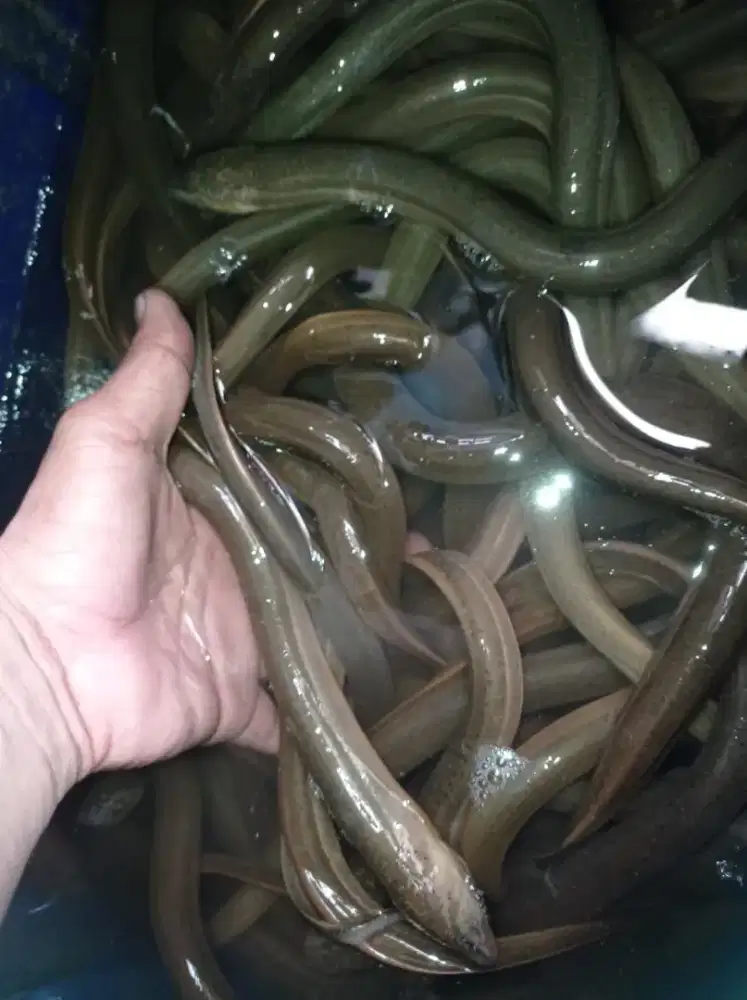 Melayani order belut konsumsi