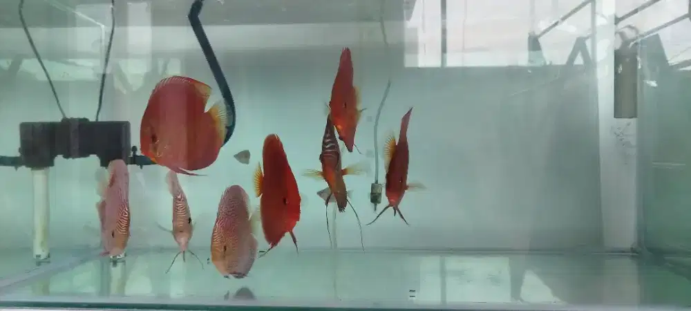 Discus Red Cover, Altum Flora, Super King Viper calon indukan