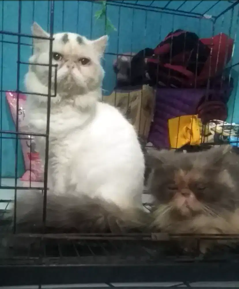 Kucing peaknose sepasang