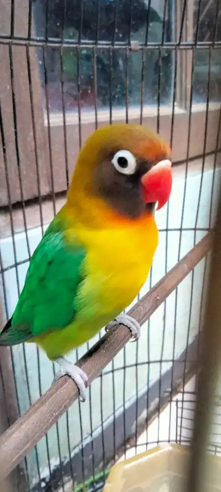 Lovebird jantan semi blackceek