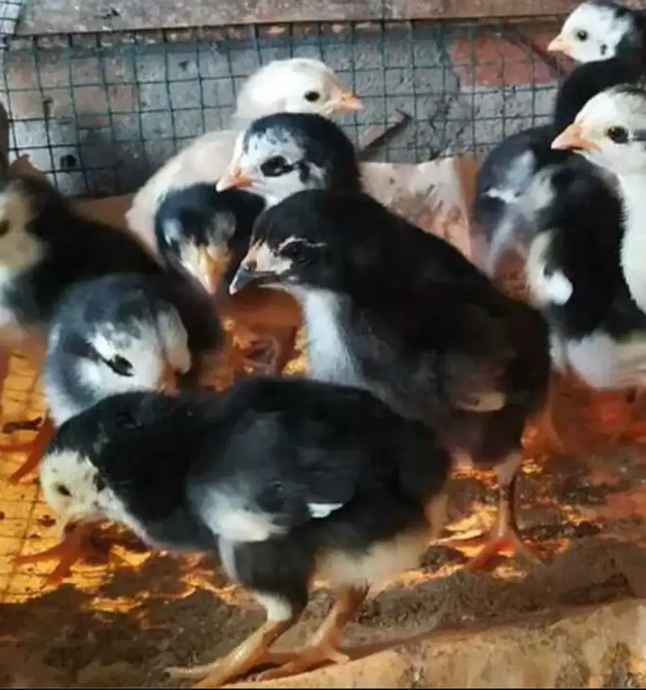 Anakan Ayam 2 Mingguan