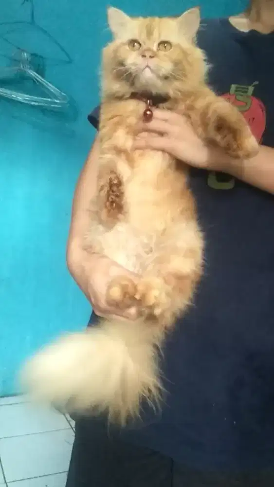 Kucing flatnose jantan