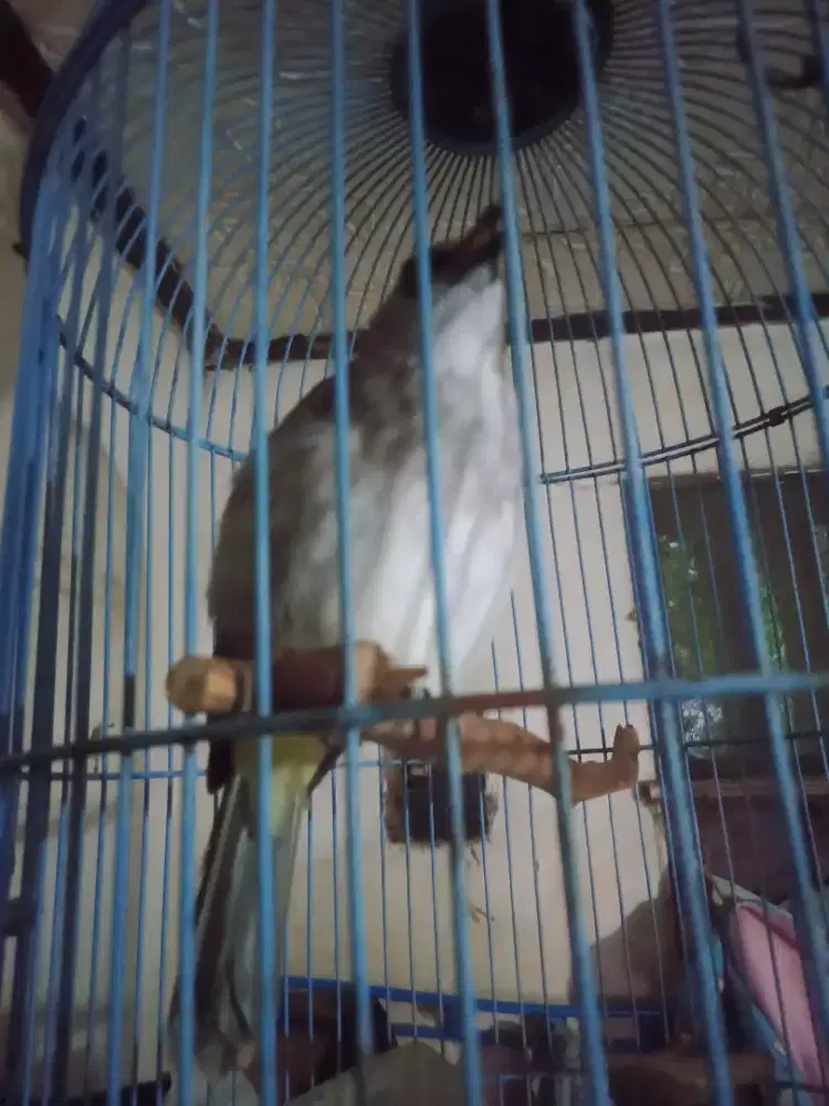 Trucukan Ropel/Jinak banget full set