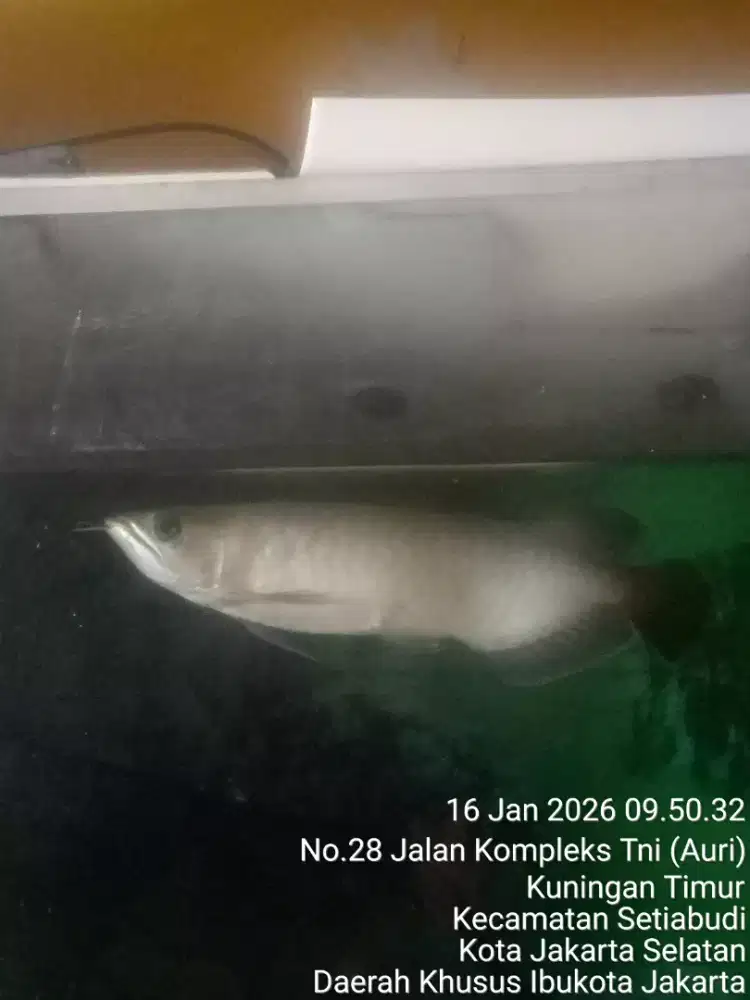 JUAL SANTAI MAU GANTI MOMONGAN