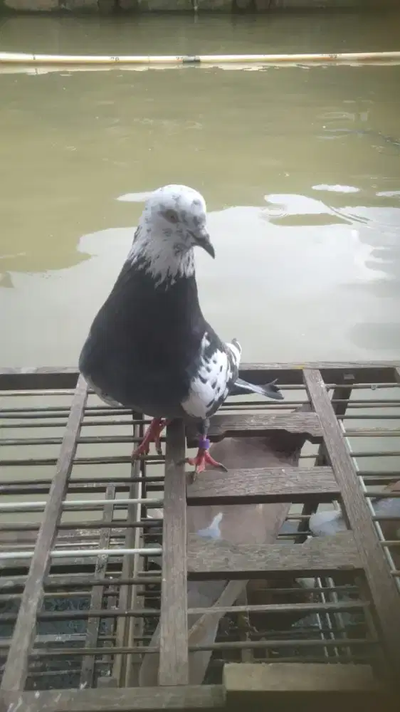 Burung dara merpati sepasang warna blorok