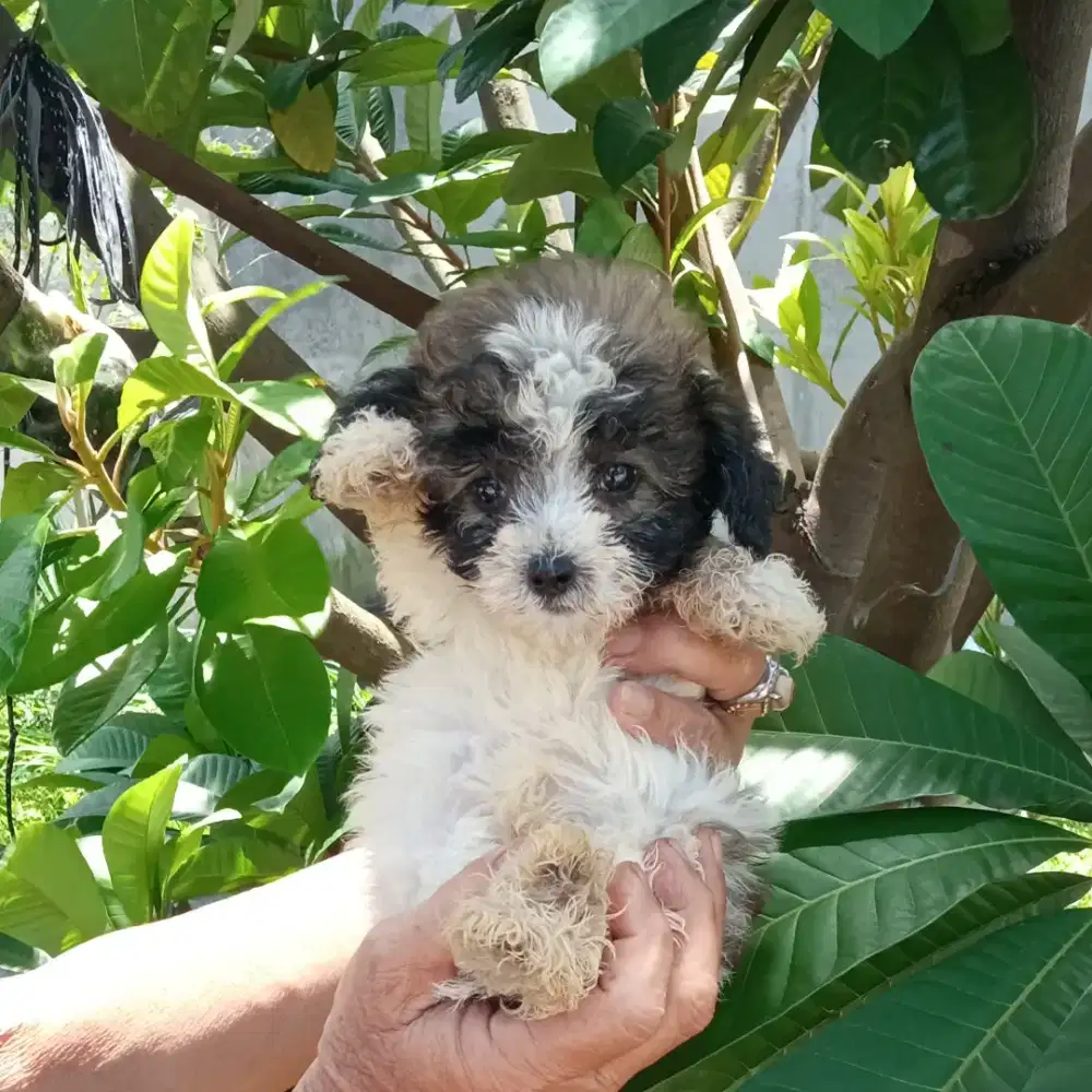 Toy pudel parti tricolor jantan