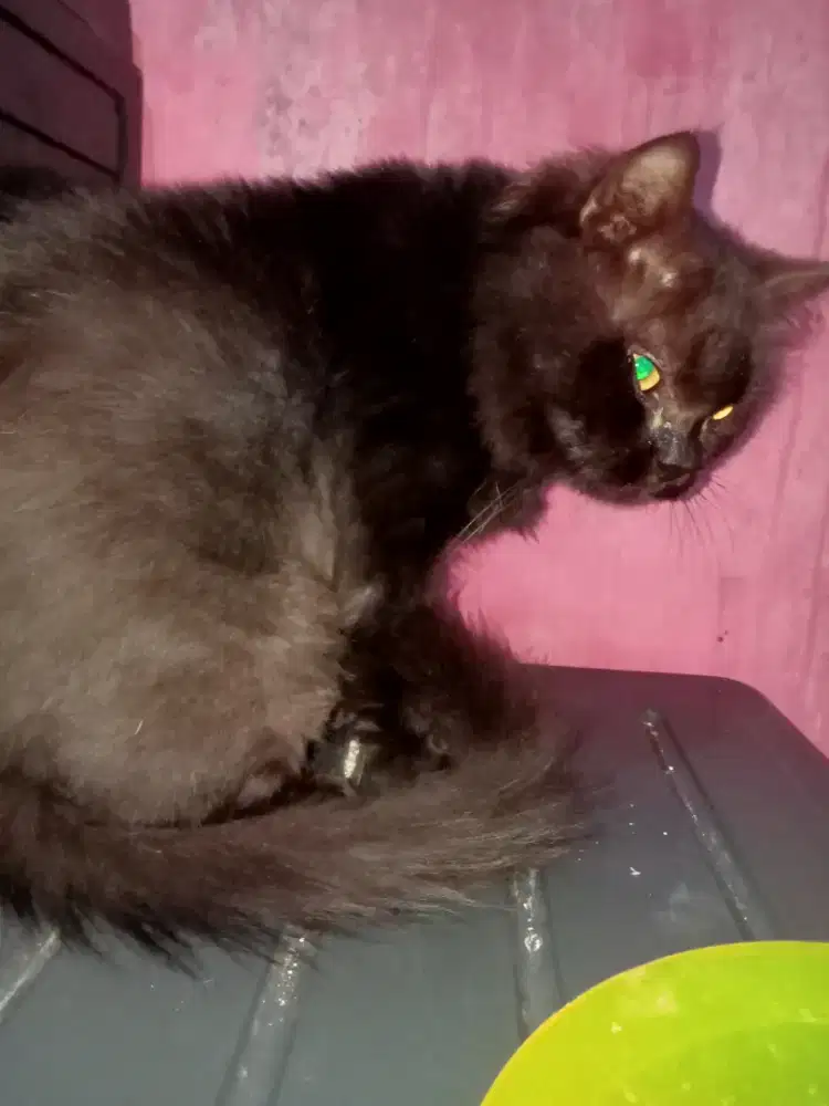 Jantan Persia medium