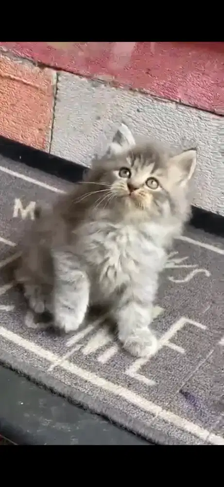 Anak kucing anggora/kitten persia jantan /kucing persia jantan