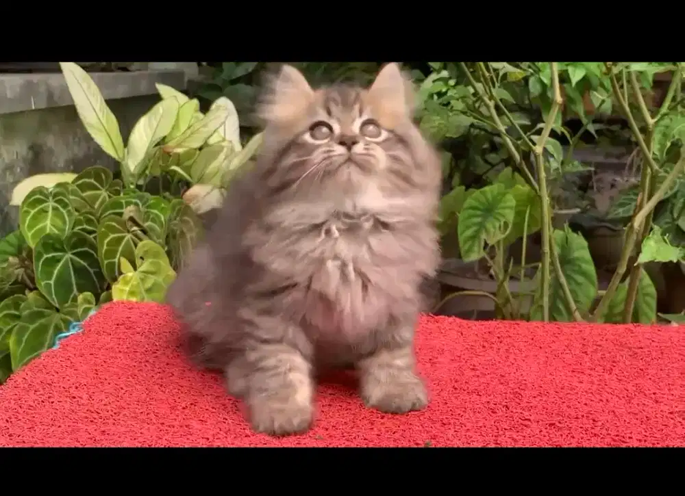 Anak kucing anggora/kitten flatnose jantan/kucing himalaya  jantan