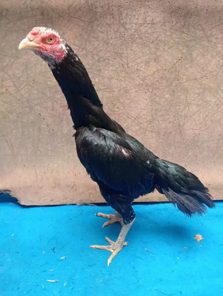 Ayam Betina Bangkok klasik sisik kaki semi blebed