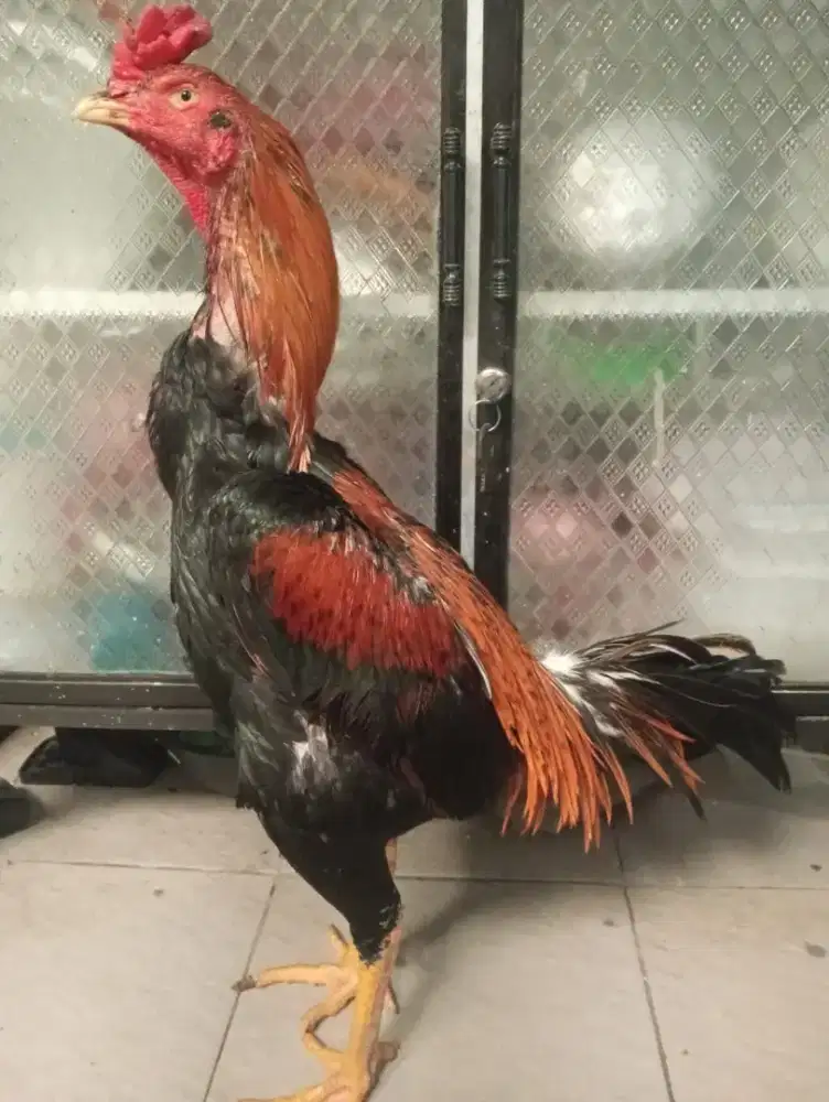 Ayam Bangkok Silangan mangon wiring kuning