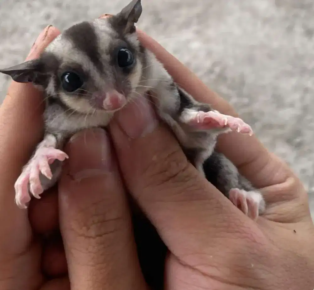 Sugar glider 3 bulan clasik grey