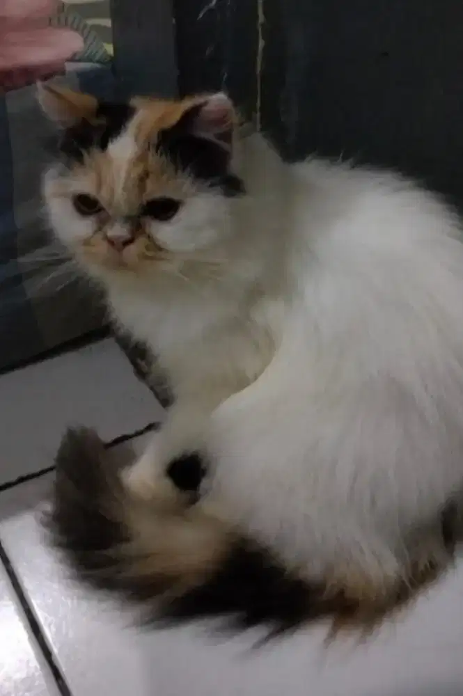 Jual kucing ras persia