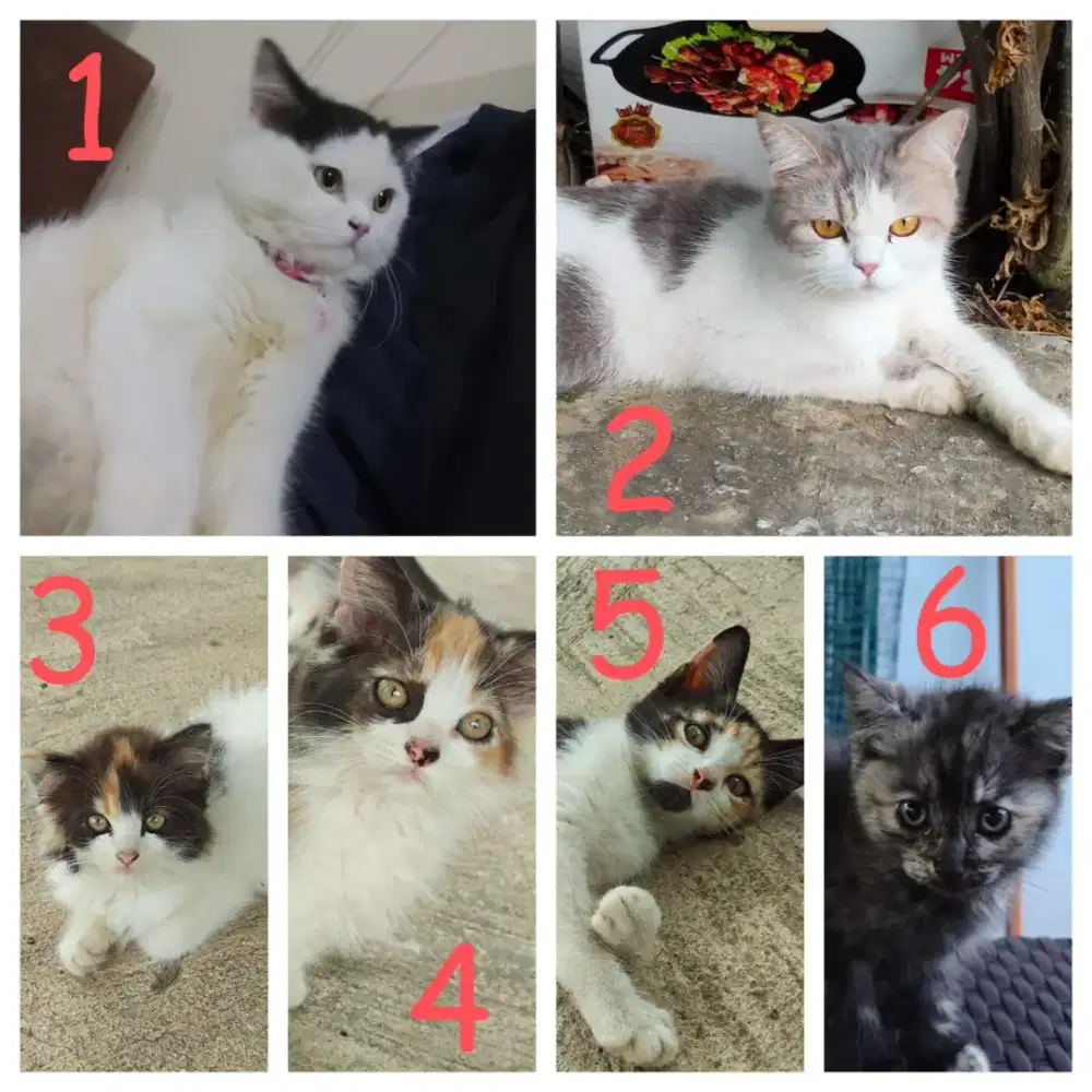 Kucing Persia Betina