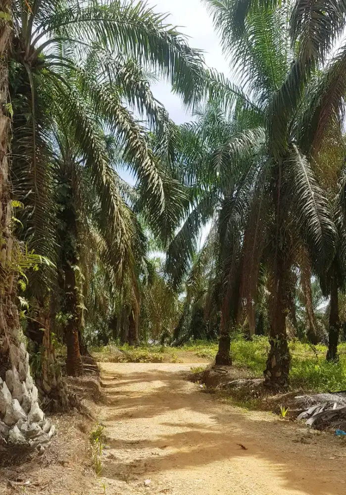 DIJUAL KEBUN SAWIT PLASMA/KKPA