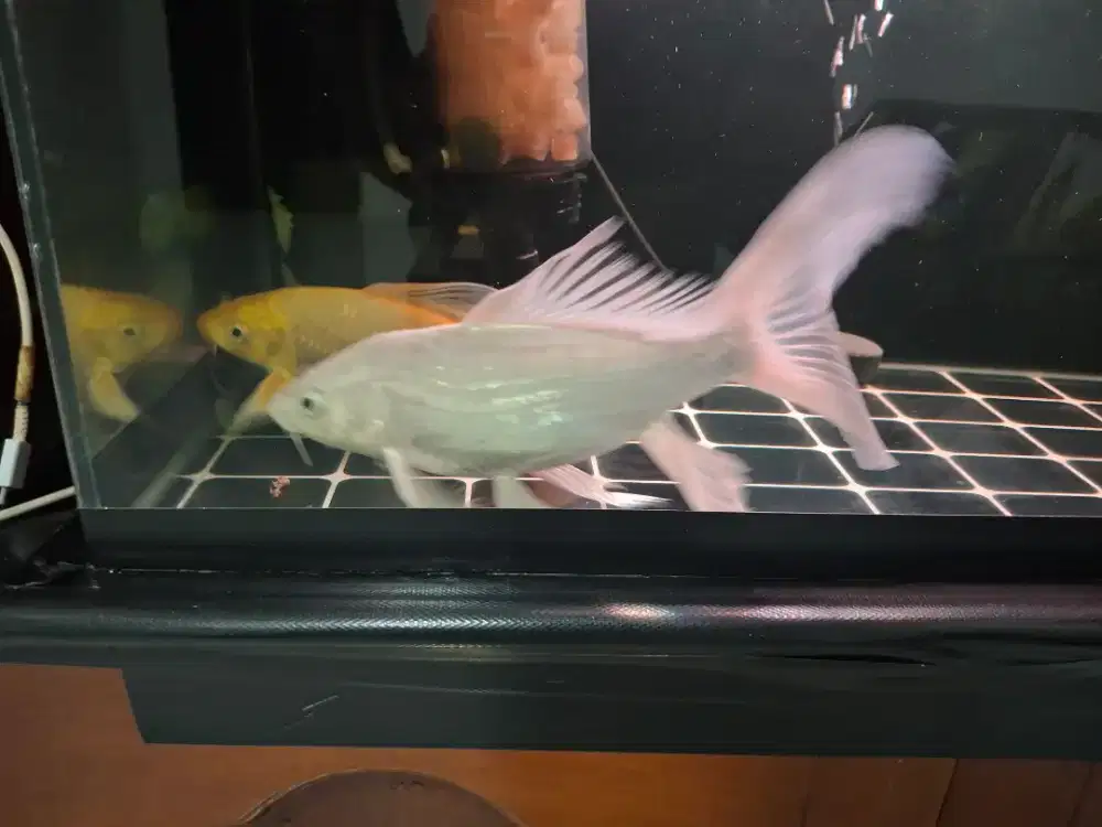 Ikan koi slayer platinum dan gold