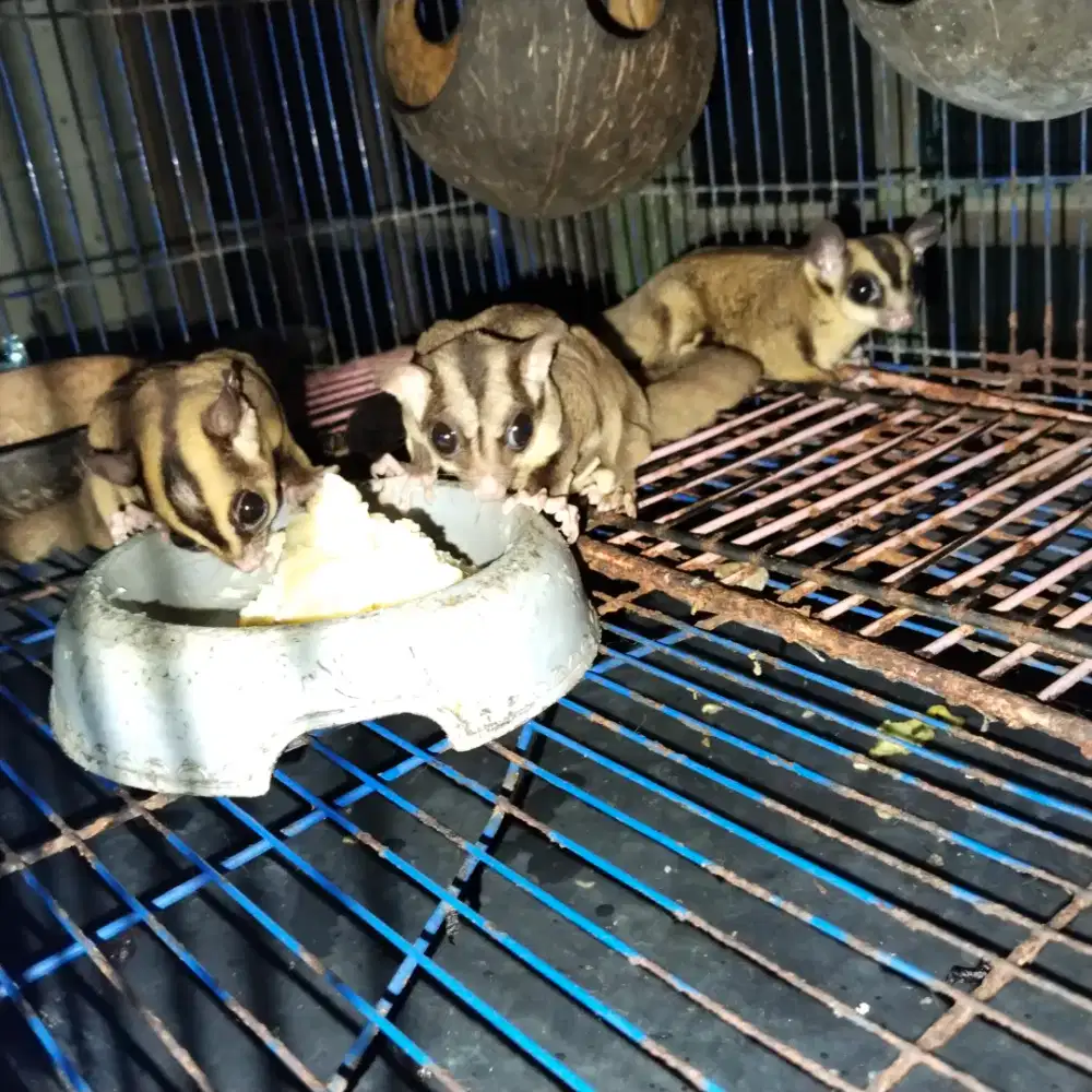 Sg dewasa borongan 3 ekor