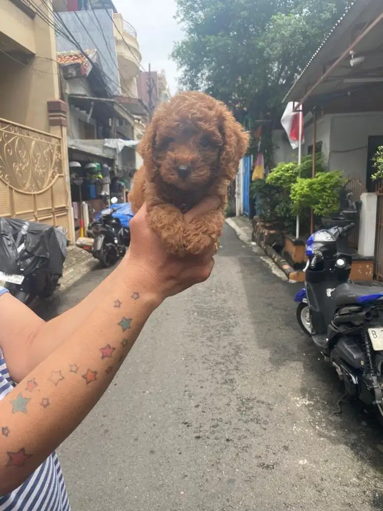Toy poodle jantan