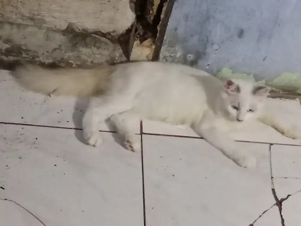 Kucing jangan Persia Himalaya