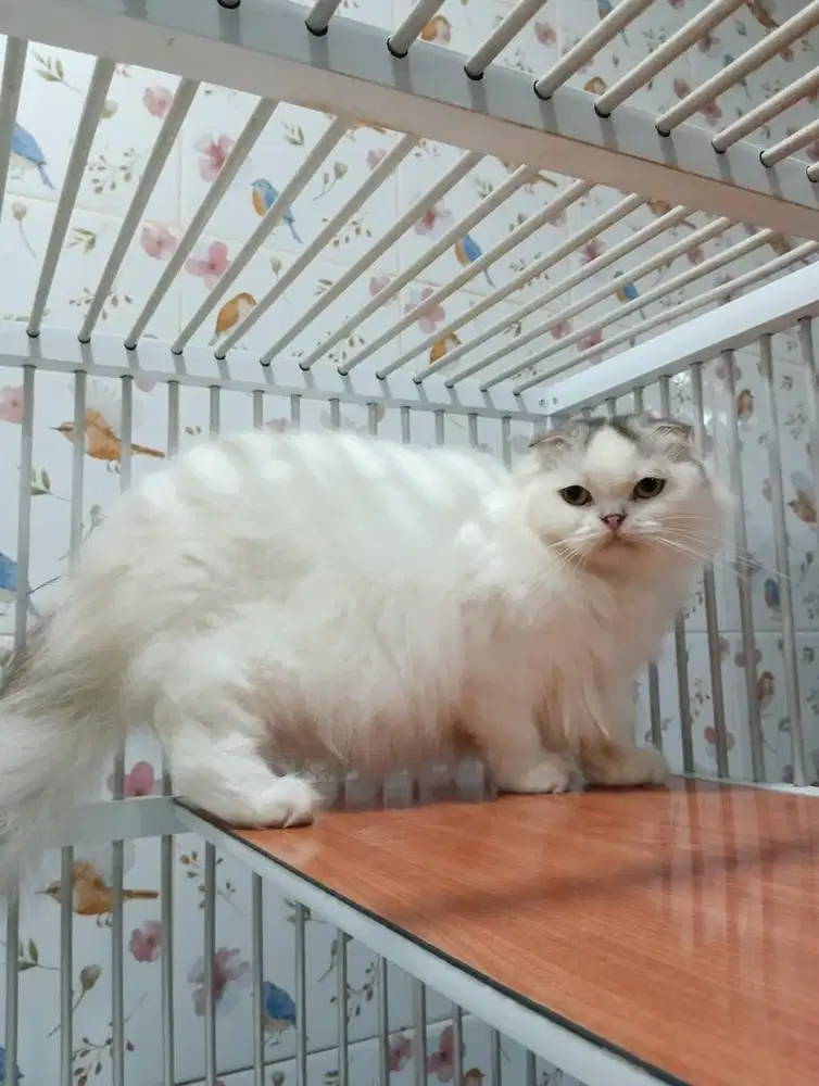 Kucing Scottish fold betina