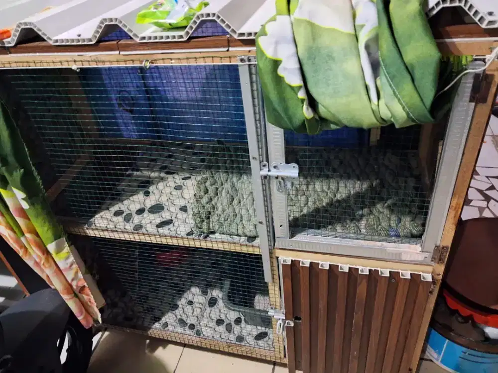 Jual Cepat kandang beserta penghuninya fullset