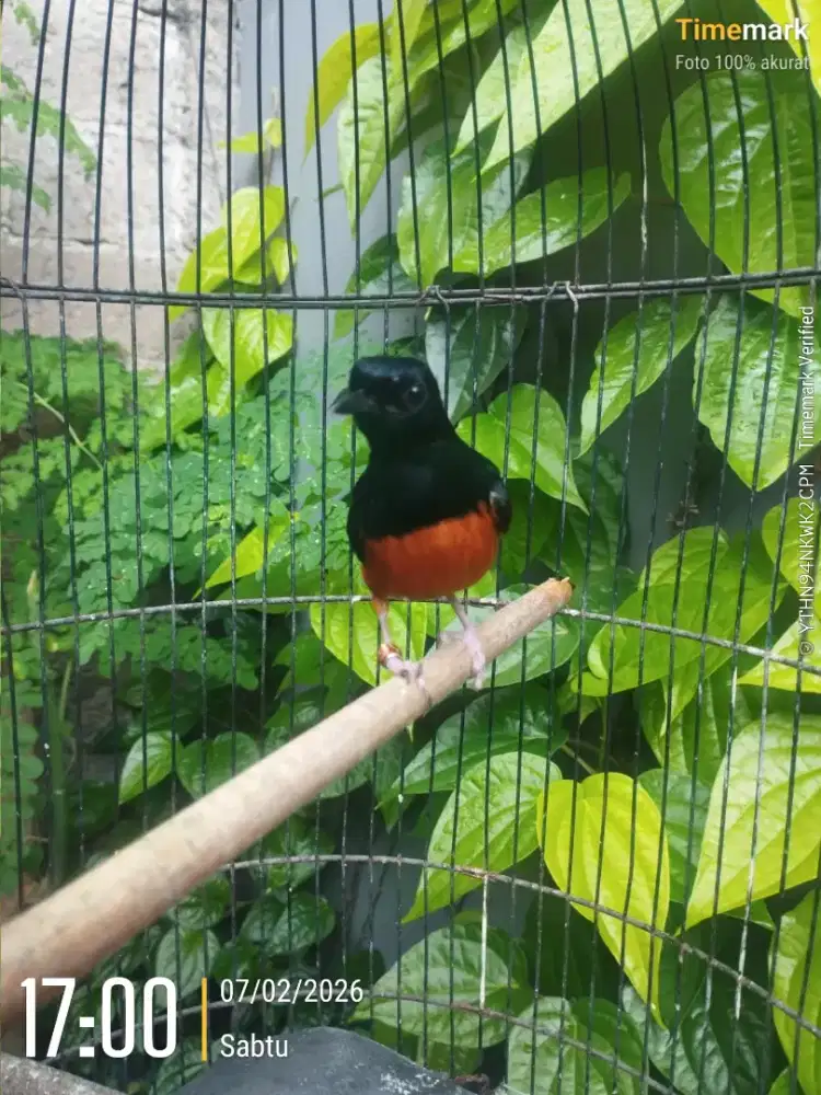 Murai borneo minus kuku