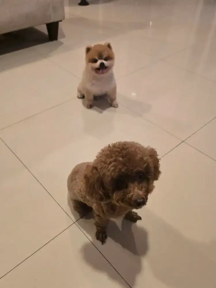 Dibutuhkan segera asisten rumah tangga