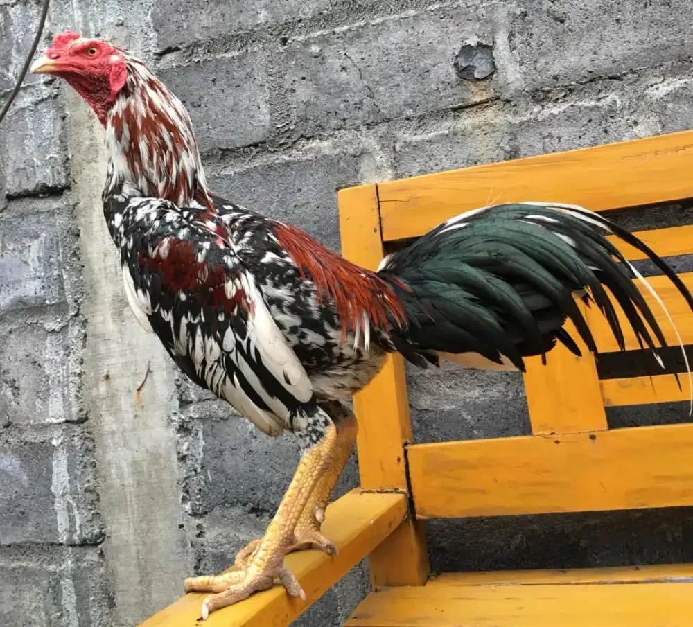 Ayam Bangkok ( Pakhoy Speed Brakot Brutal )