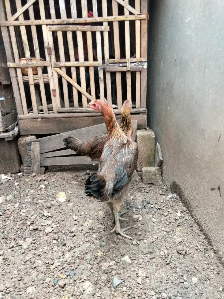 Ayam Pelung Asli 2 Biang Super