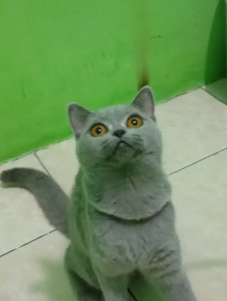 Kucing British Shorthair
