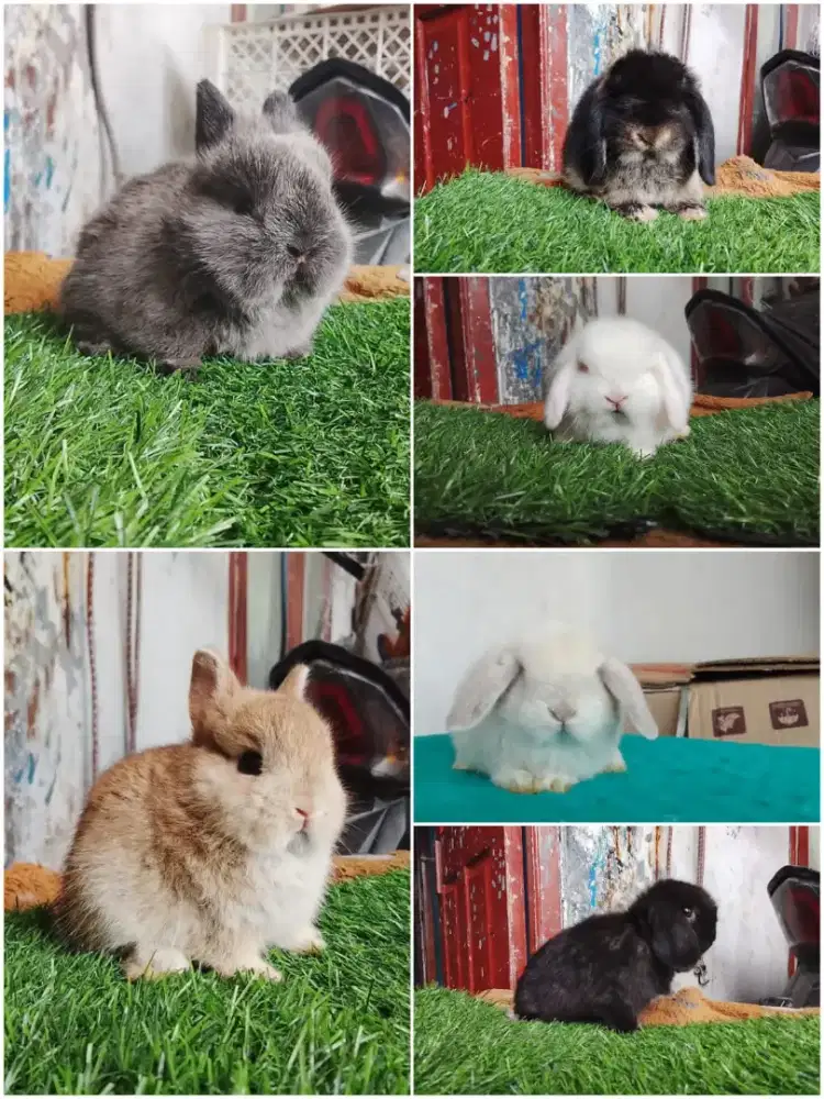 Kelinci lucu hias jinak