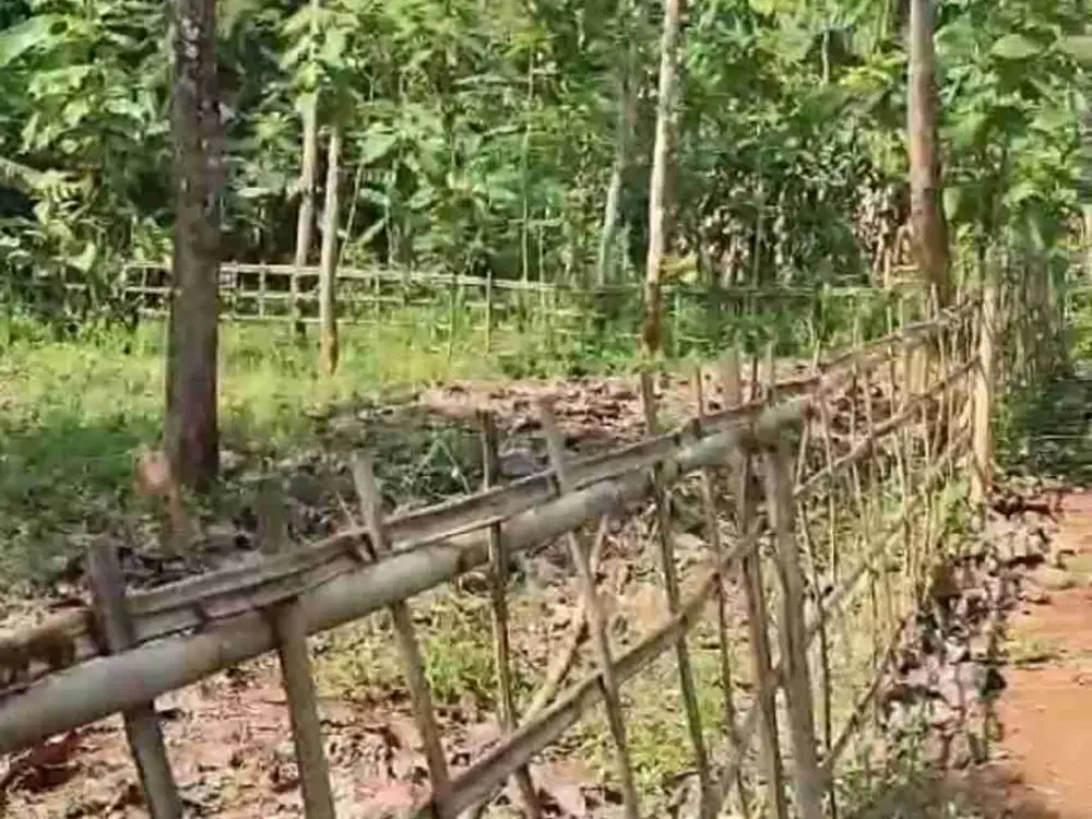 DIJUAL TANAH MURAH PEKAJA KEC KALIBAGOR