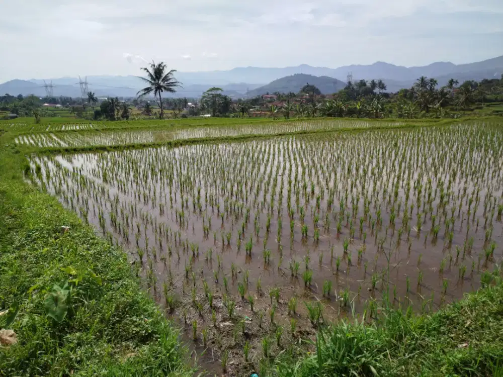 Dijual Sawah yg Strategis dan Subur di Sumedang