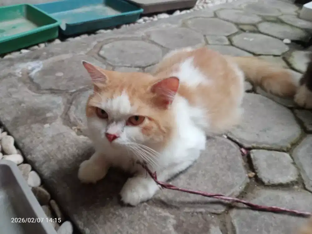 Kucing Persia Jantan betina Umur 4 bulan, sehat lucu imut lincah