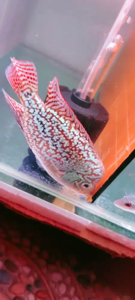 Louhan Kamfa Ori thailand Betina