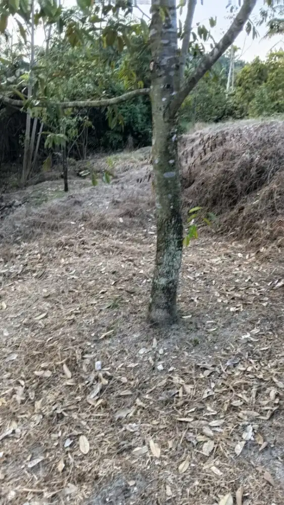 Di jual kebun durian musang dan ochi