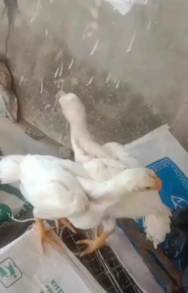 Ayam aseel parrot ori