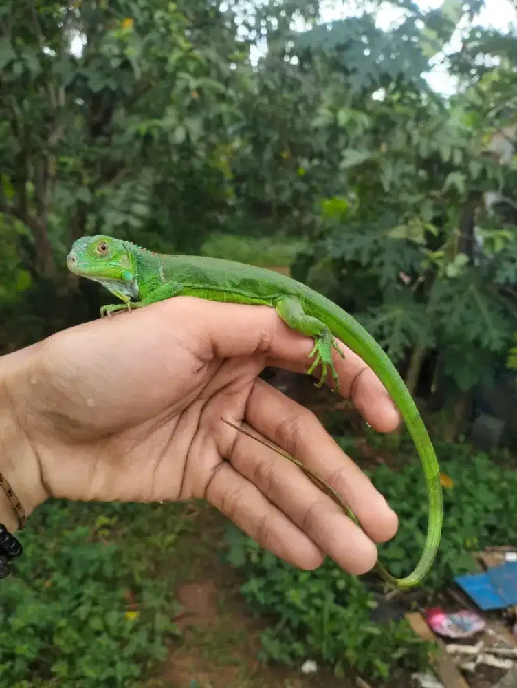 Iguana green & red mix