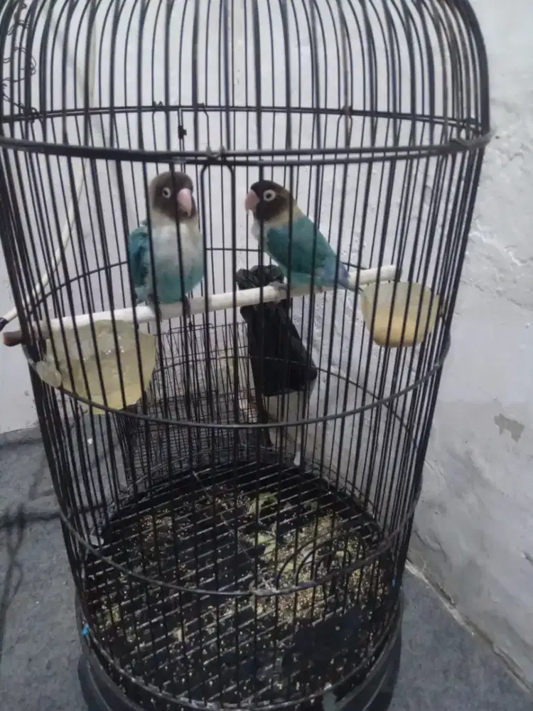 Lb sepasang blue cobalt perso