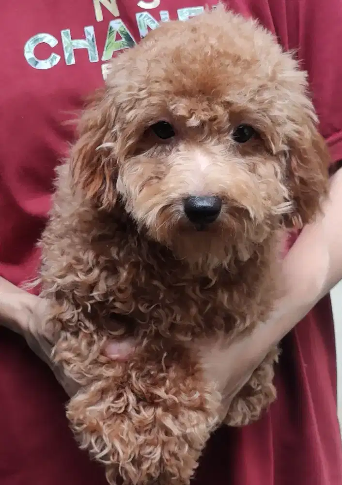 Di JUAL MURAH TOY POODLE JANTAN STAMBUM VAKSIN KUALITAS BAGUS