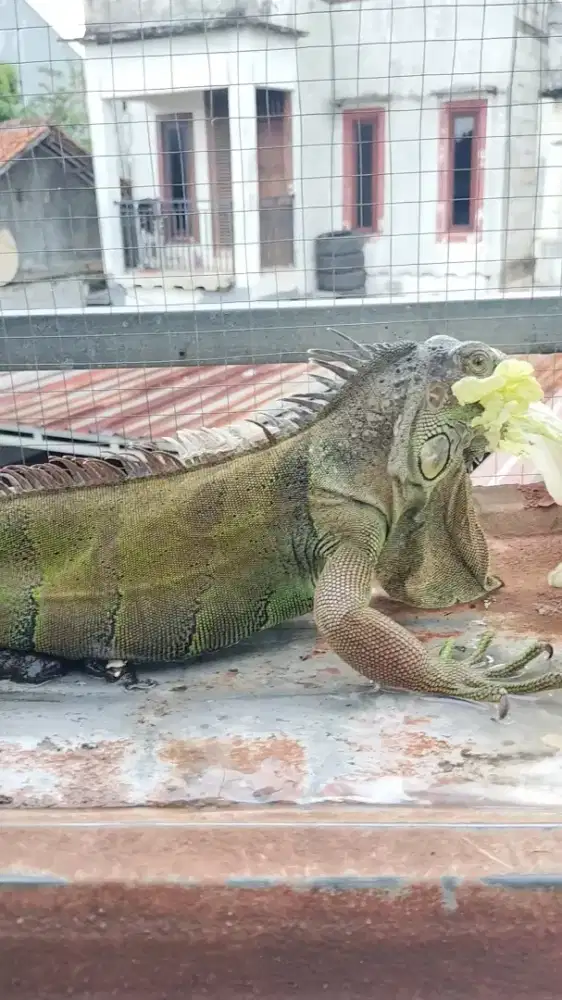IGUANA GREEN BETINA PROVEN