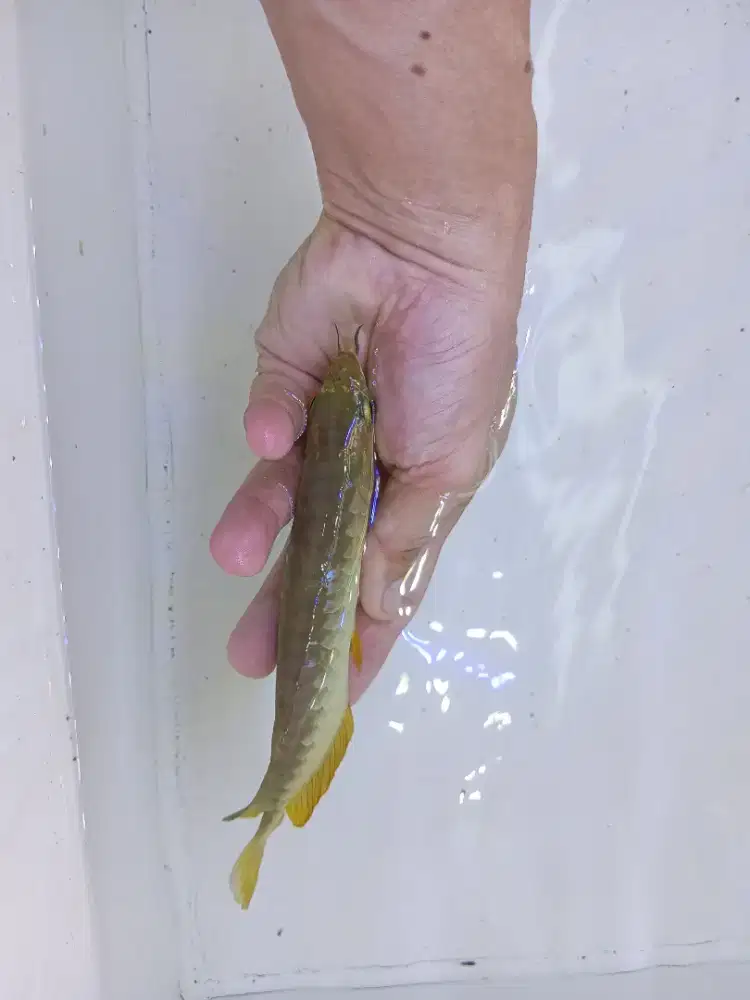 Arwana golden red crossback