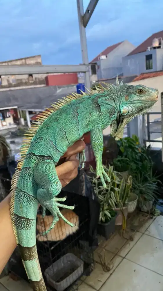 BLUE IGUANA JANTAN