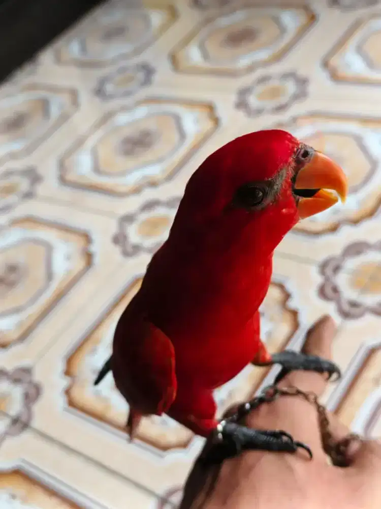 Parkit merah sepasang