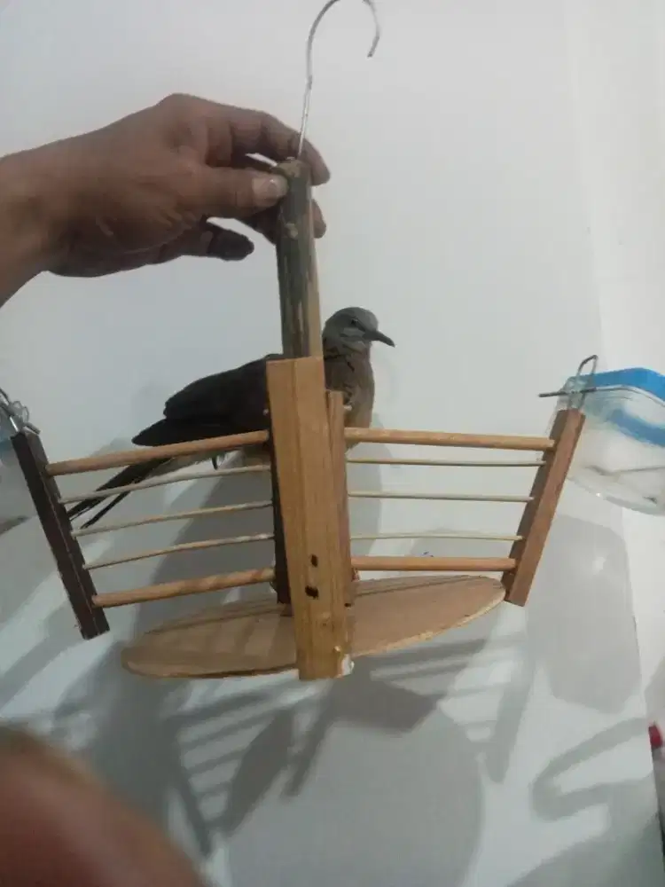 Lolohan dari piyik sekaran tekukur