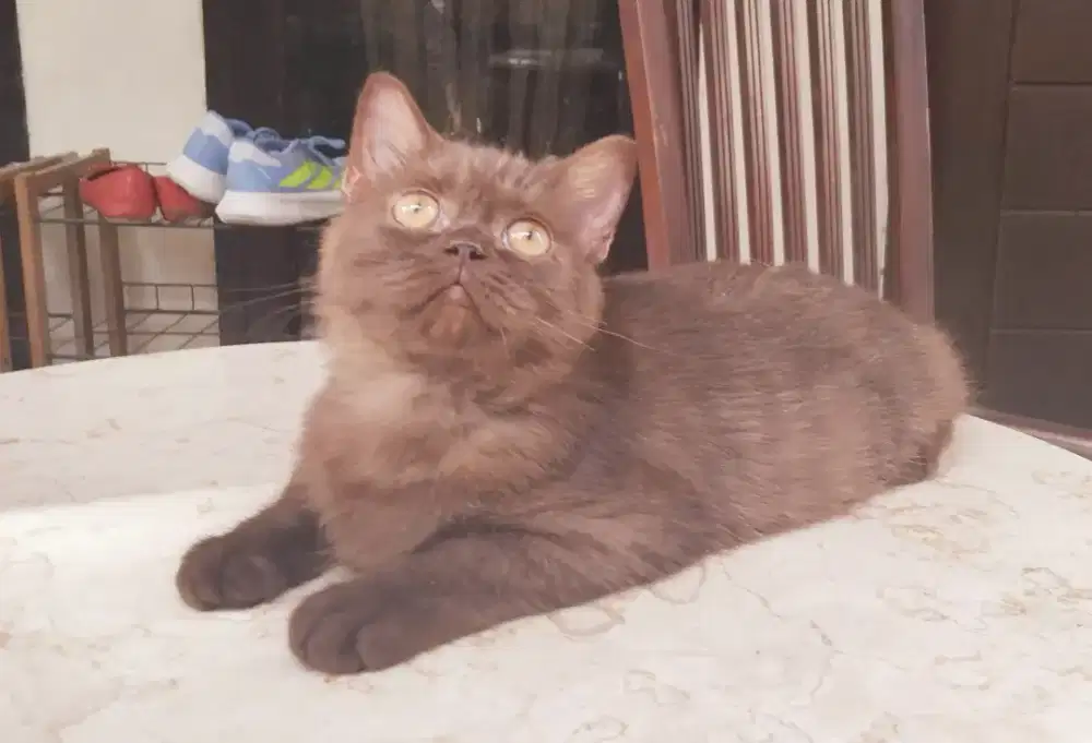 Bsh coco cinamon carrier jantan