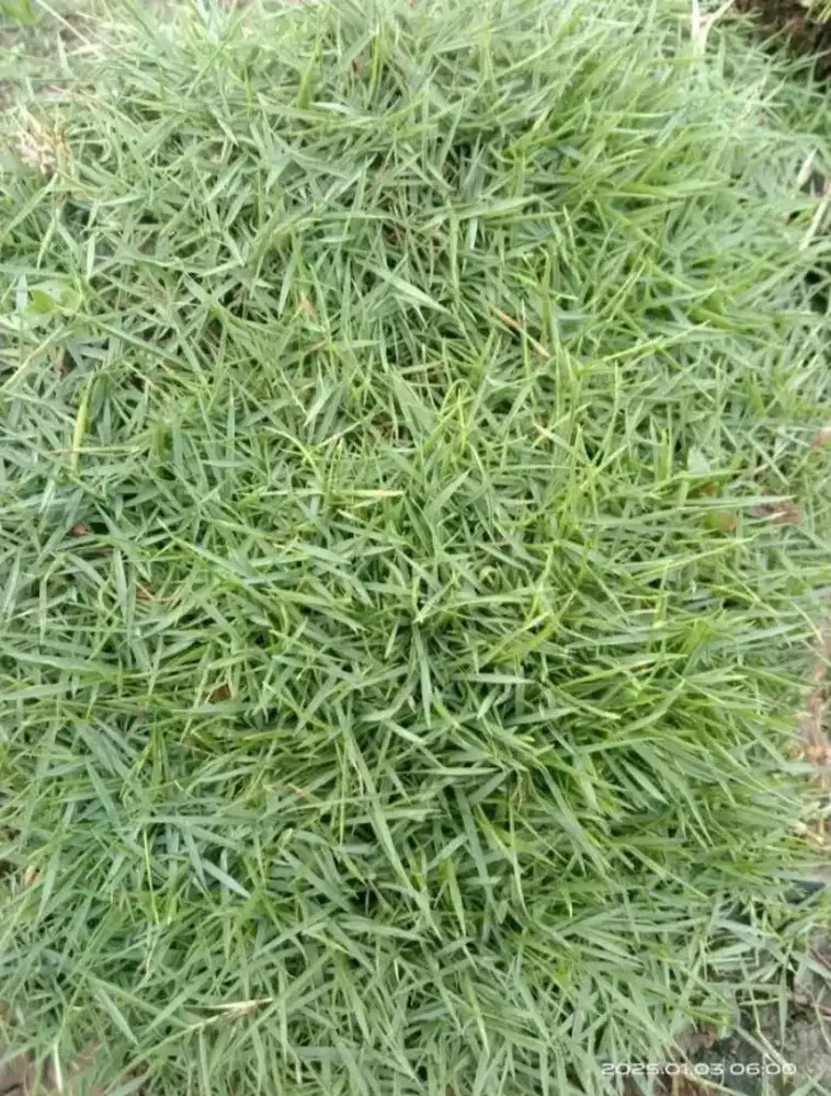Jual aneka macam rumput sudah iclude penaneman order
