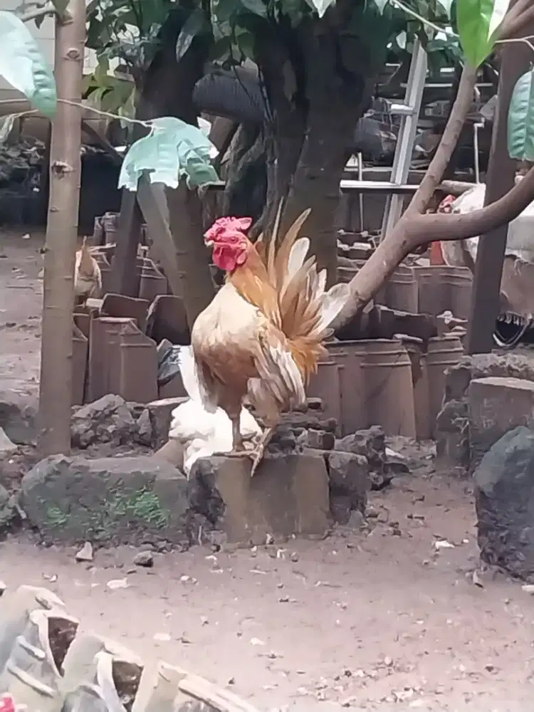Ayam Hias Jantan