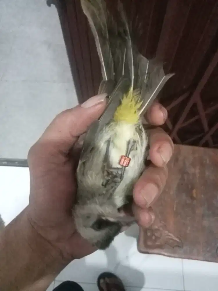 Crukcuk anak sudah mulai mandiri