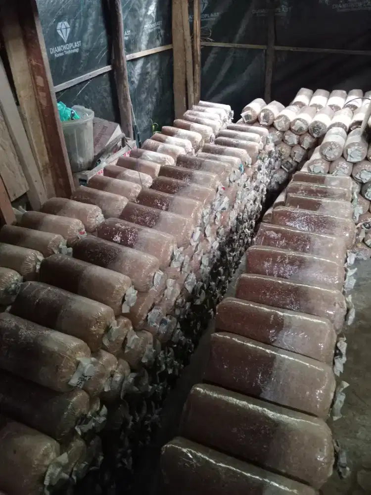 Jual baglog jamur tiram sdh siap panen